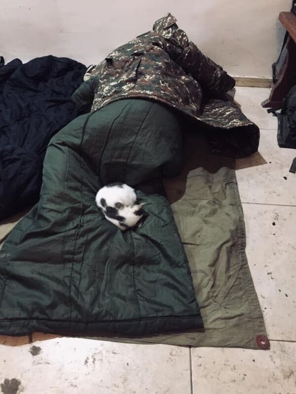 Հայկական բանակի կատուներն ու շները, կամ ինչպես է առաջնագծում փրկում ընկերությունը Հայկական բանակի կատուներն ու շները, կամ ինչպես է առաջնագծում փրկում ընկերությունը - Sputnik Արմենիա