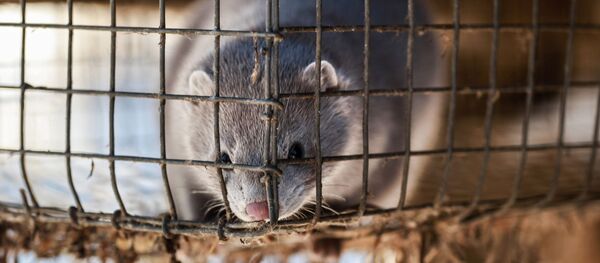 Зверохозяйство Большереченское в Иркутской области - Sputnik Արմենիա