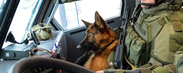 Военнослужащий и собака минно-розыскного расчета инженерных войск Вооруженных Сил РФ  - Sputnik Армения