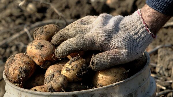 Сбор урожая картофеля  - Sputnik Армения