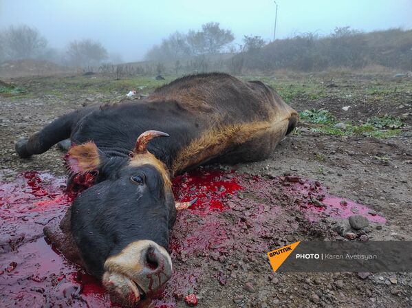 Жители деревень Мартакертского района умертвили домашний скот перед сдачей территорий азербайджанской стороне (18 ноября 2020). Карабах - Sputnik Армения