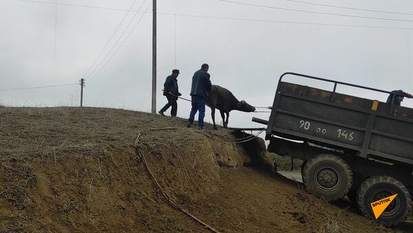 Карабахцы  эвакуируют имущество и домашний скот.  - Sputnik Армения