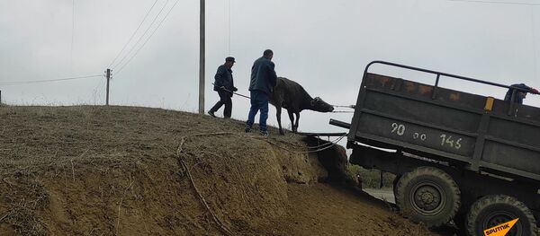 Արցախցիները դատարկում են տներն ու էվակուացնում նաև տնային կենդանիներին - Sputnik Արմենիա