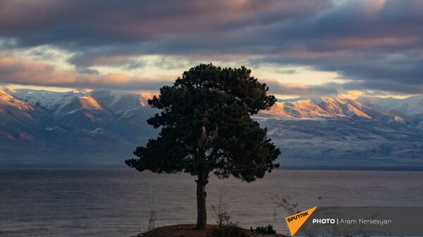 Одинокое дерево на берегу озера Севан, Гегаркуник - Sputnik Армения
