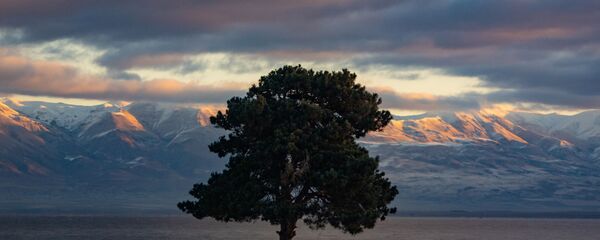 Одинокое дерево на берегу озера Севан, Гегаркуник - Sputnik Армения