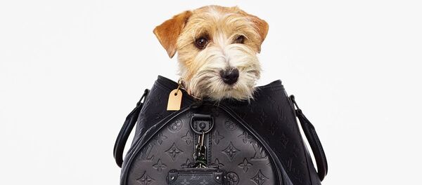 Почему бренды постят собак? 6 пород, которые милее, чем сумки Louis Vuitton - Sputnik Армения