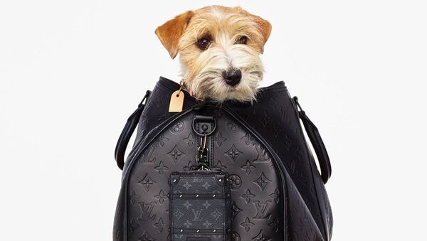 Почему бренды постят собак? 6 пород, которые милее, чем сумки Louis Vuitton - Sputnik Армения