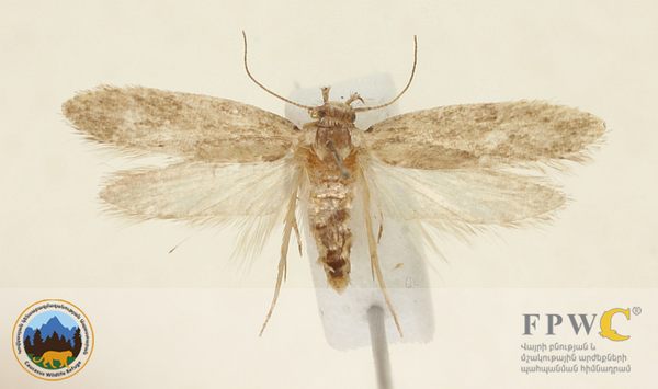 Depressaria urtsadzorensis: в Армении нашли неизвестный вид насекомого - Sputnik Армения