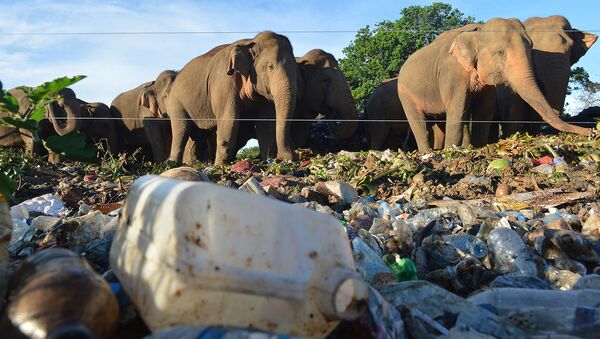 Дикие слоны стоят возле электрического забора, роясь в мусоре, сваленном на открытом грунте в деревне Дигампатана (11 мая 2018). Шри-Ланка - Sputnik Армения