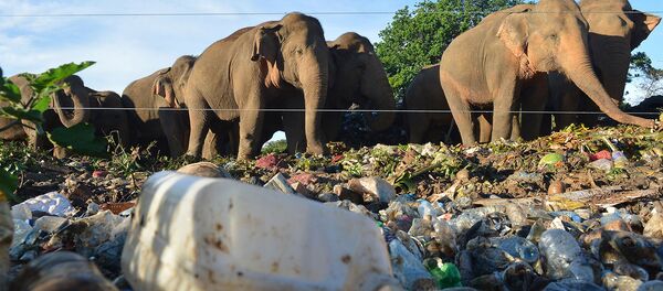Дикие слоны стоят возле электрического забора, роясь в мусоре, сваленном на открытом грунте в деревне Дигампатана (11 мая 2018). Шри-Ланка - Sputnik Армения