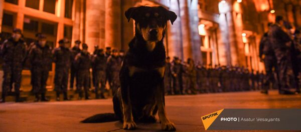 Щенок перед Домом правительства во время акции протеста против премьер-министра и правительства (1 декабря 2020). Еревaн - Sputnik Армения
