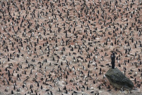 Снимок Penguin Scientists in Antarctica шведского фотографа Christian Åslund, вошедший в шортлист категории A Climate of Change конкурса Earth Photo 2020 - Sputnik Армения
