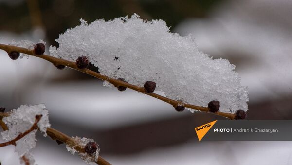 Ветка под снегом - Sputnik Արմենիա