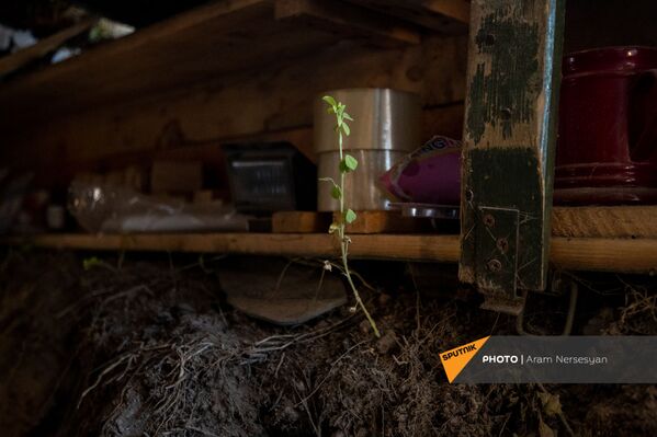 Подросший росток на одной из позиций близ села Давид Бек в Сюникской области Армении - Sputnik Армения