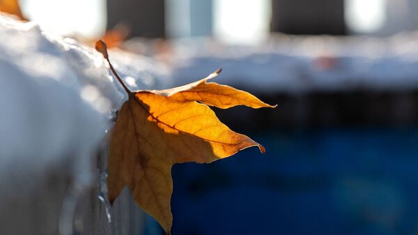 Опавший кленовый лист на снегу - Sputnik Արմենիա