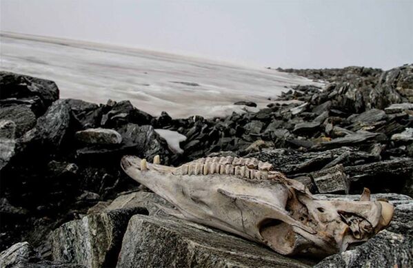 Обнаруженный череп лошади в леднике Lendbreen в Норвегии  - Sputnik Армения