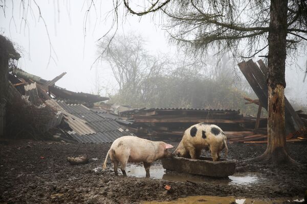 Свиньи на разрушенной ферме в Хорватии  - Sputnik Армения