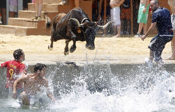 Бык прыгает в море во время испанского фестиваля Bous a la mar - Sputnik Армения