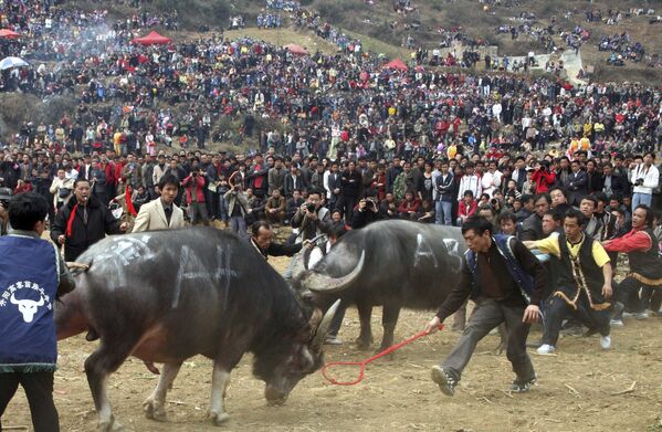 Этническая группа народов Мяо во время боя быков в Китае - Sputnik Армения