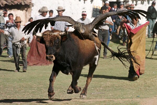 Бык с кондором на спине во время боя с быками в Перу - Sputnik Армения