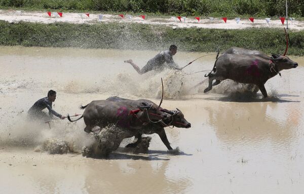 Тайские фермеры во время гонок с быками в Таиланде - Sputnik Армения