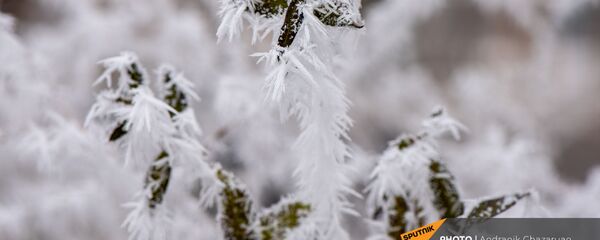 Покрытые инеем деревья Покрытые инеем деревья - Sputnik Армения