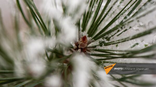 Покрытые инеем деревья - Sputnik Արմենիա