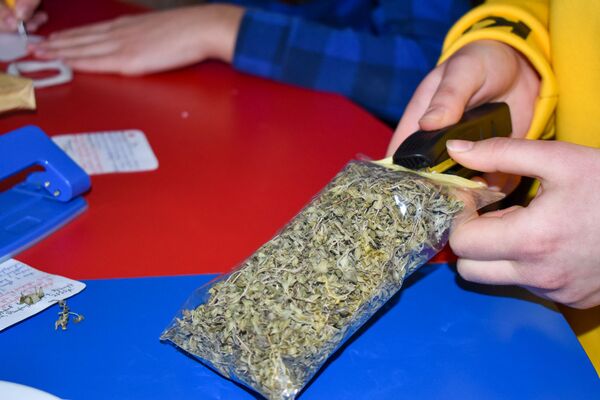 Ինչպես դասի հանձնարարությունը դարձավ բիզնես, կամ Չինարիի աշակերտների խելահեղ մտքերը Ինչպես դասի հանձնարարությունը դարձավ բիզնես, կամ Չինարիի աշակերտների խելահեղ մտքերը - Sputnik Արմենիա