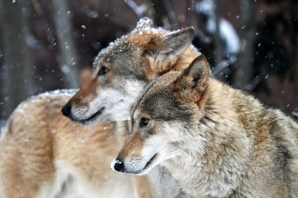 Волки в Московском зоопарке - Sputnik Армения