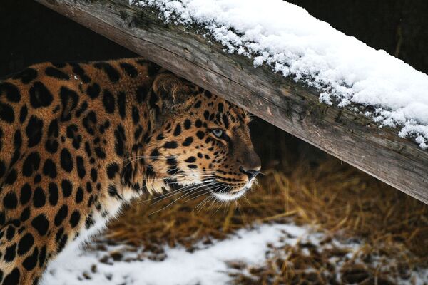 Дальневосточный леопард в Московском зоопарке - Sputnik Армения