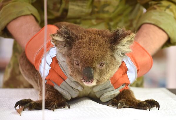 Раненная во время лесных пожаров в Австралии коала проходит лечение в импровизированном полевом госпитале в парке дикой природы острова Кенгуру - Sputnik Армения
