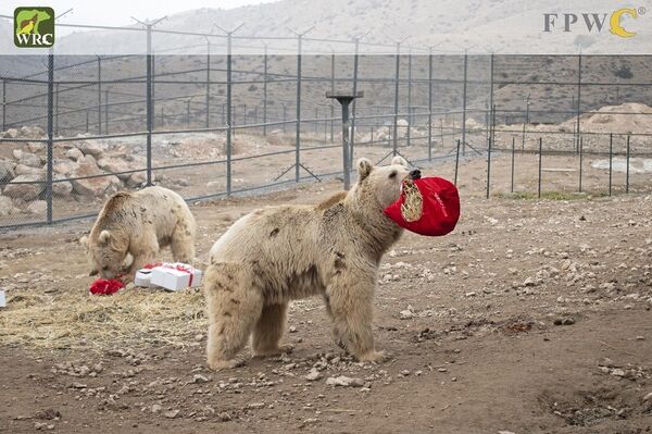 Մոտ 20 արջ փրկության է սպասում. նրանք շարունակում են բանտարկված մնալ մասնավոր տարածքներում - Sputnik Արմենիա