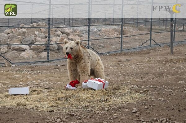 Մոտ 20 արջ փրկության է սպասում. նրանք շարունակում են բանտարկված մնալ մասնավոր տարածքներում - Sputnik Արմենիա