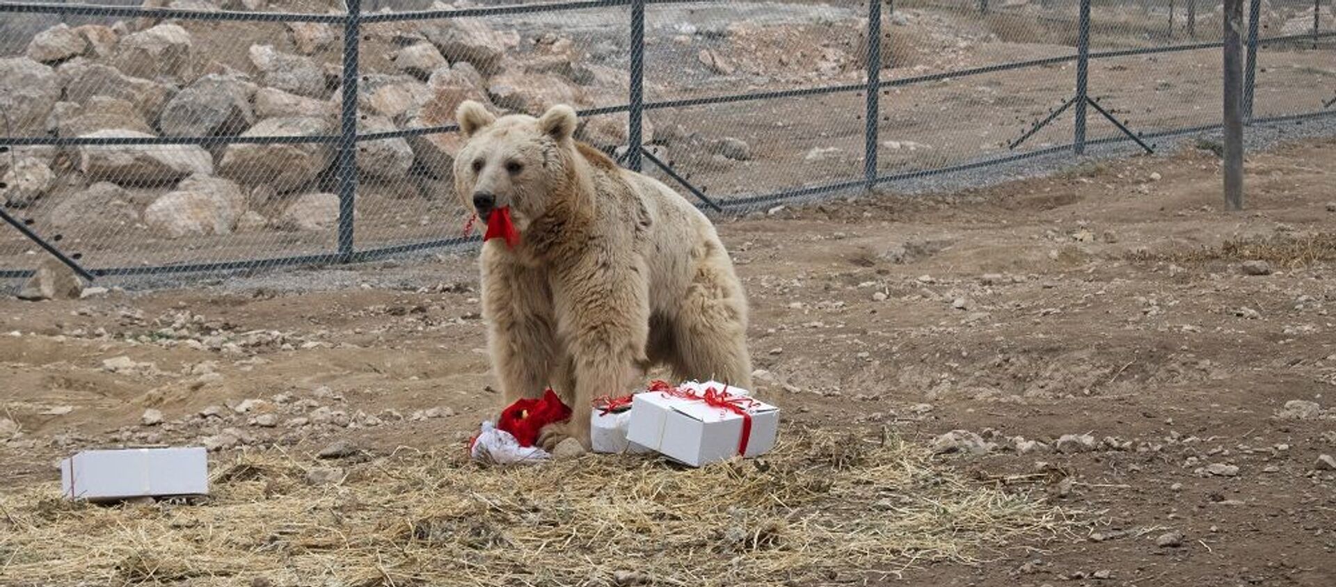В Центре спасения диких животных (WRC) устроили новогодние подарки для медведей - Sputnik Армения, 1920, 15.02.2021