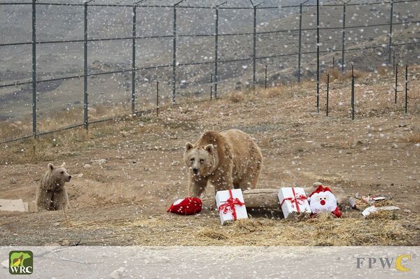 Մոտ 20 արջ փրկության է սպասում. նրանք շարունակում են բանտարկված մնալ մասնավոր տարածքներում - Sputnik Արմենիա
