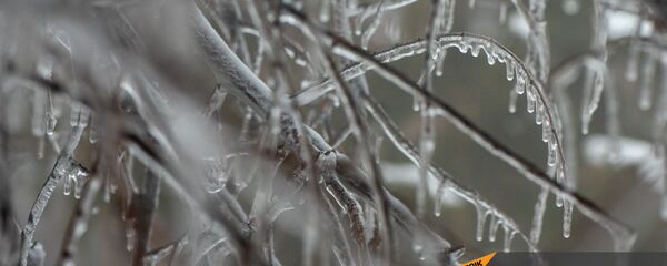 Лед на дереве - Sputnik Արմենիա
