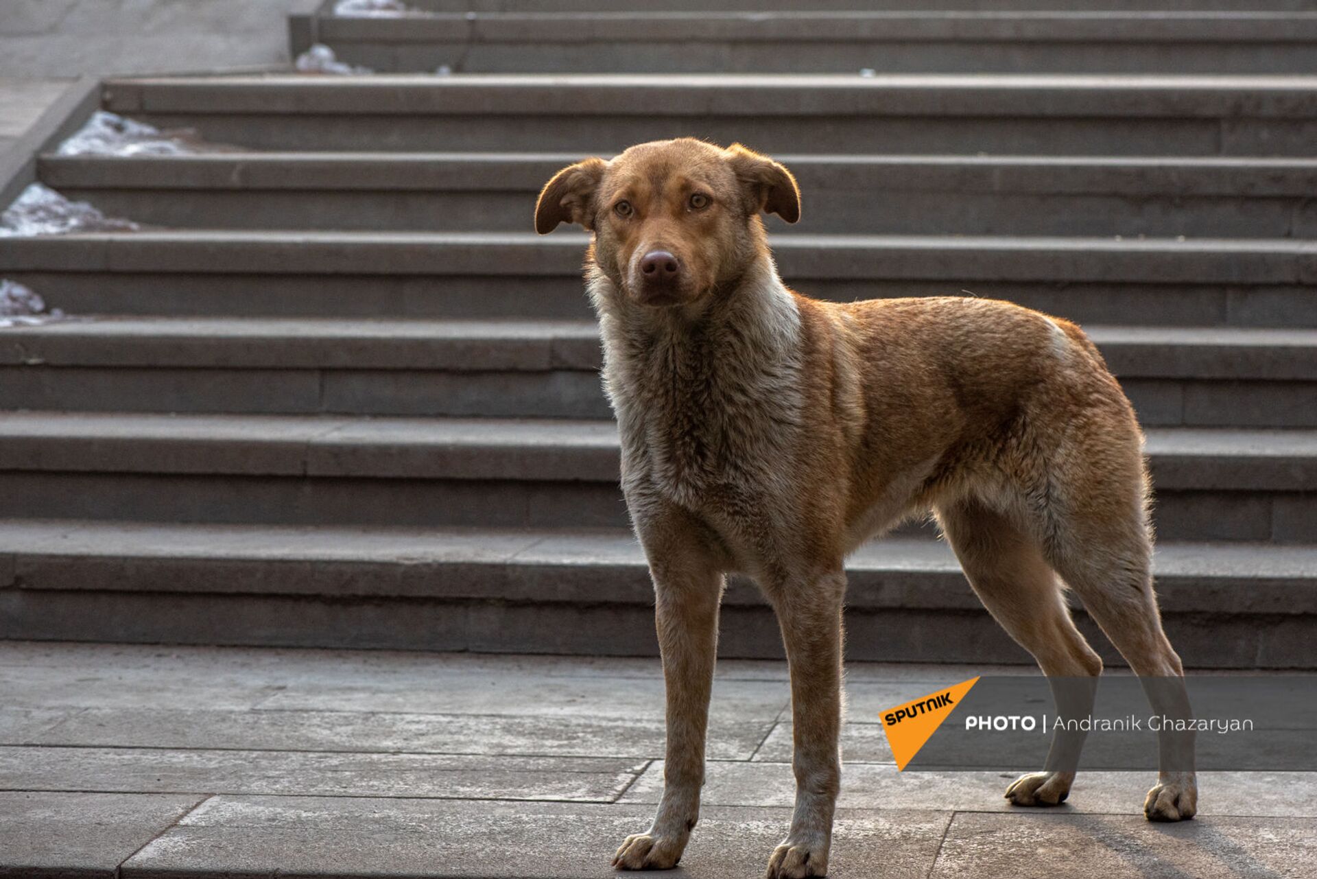 Бродячие собаки в Ереване стали меньше нападать на людей? Эксперт пояснил ситуацию - Sputnik Армения, 1920, 12.02.2021