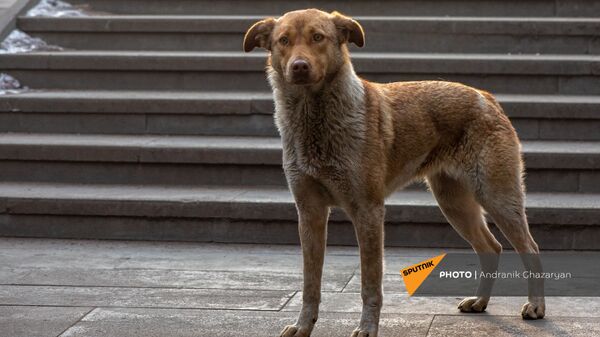 Թափառող շուն Երևանում - Sputnik Արմենիա