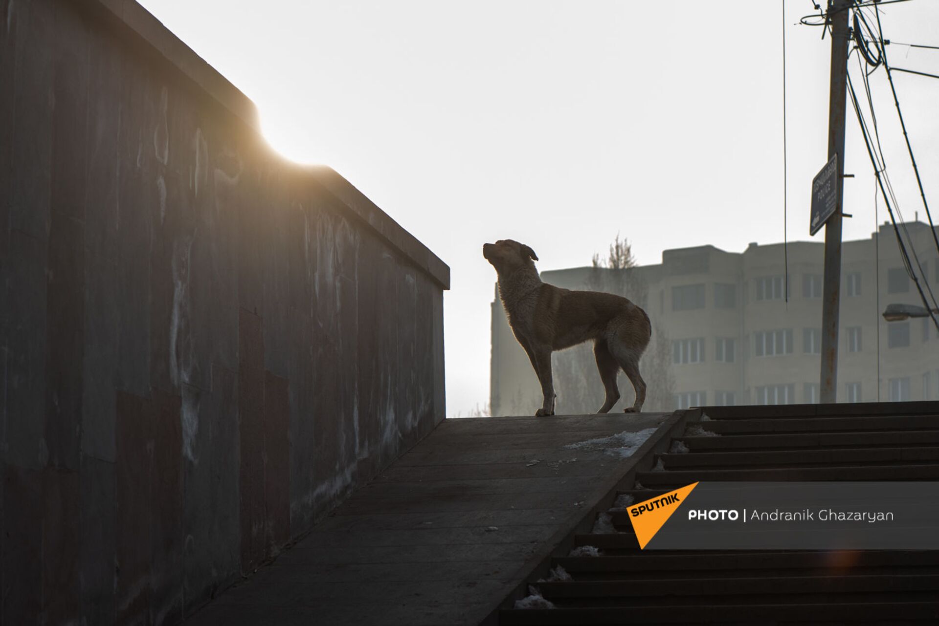 Бродячие собаки в Ереване стали меньше нападать на людей? Эксперт пояснил ситуацию - Sputnik Армения, 1920, 12.02.2021