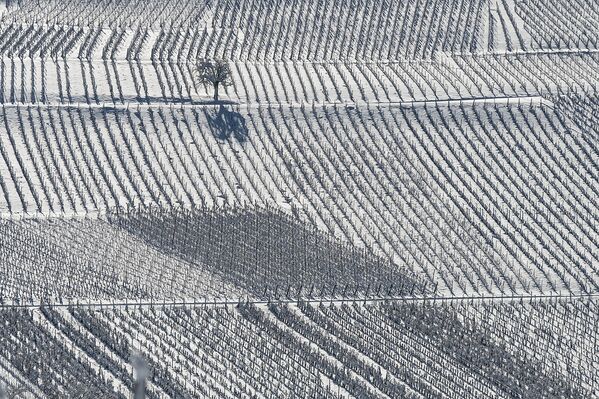 Заснеженный виноградник у деревни Риквир в восточной Франции - Sputnik Армения