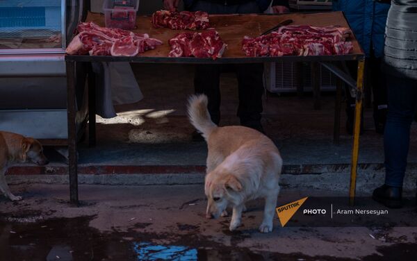 Бездомные собаки у мясной лавки в Лачинском рынке в Ванадзоре - Sputnik Армения