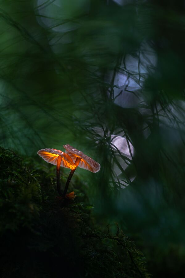 Снимок Glowing Mushroom фотографа Janis Palulis, победивший в номинации National Awards (Латвия) конкурса 2021 Sony World Photography Awards  - Sputnik Армения