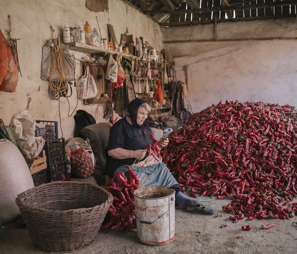 Снимок Serbia's Red Gold Pepper Harvest фотографа Vladimir Zivojinovic, победивший в номинации National Awards (Сербия) конкурса 2021 Sony World Photography Awards  - Sputnik Армения