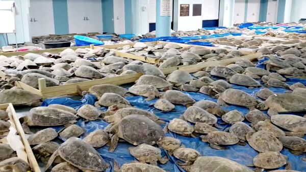 Спасенные от похолодания черепахи в эвакуационном центре на острове Саут-Падре (17 февраля 2021). Техас - Sputnik Армения