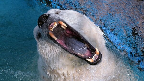 Белый медведь в парке флоры и фауны Роев ручей в Красноярске - Sputnik Армения