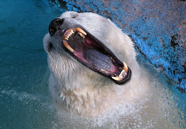 Белый медведь в парке флоры и фауны Роев ручей в Красноярске - Sputnik Армения
