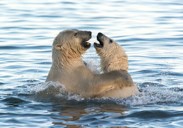 Белые медведи играют в Чукотском море - Sputnik Армения
