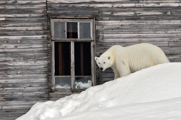 Белый медведь на территории полярной станции на берегу бухты Тихая на острове Гукера архипелага Земля Франца-Иосифа - Sputnik Армения