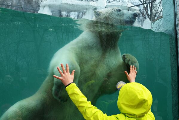 Белый медведь в зоосаде Приамурский имени В.П. Сысоева в Хабаровске - Sputnik Армения