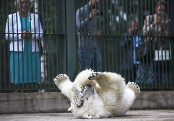 Белая медведица Умка-Аяны в зоопитомнике Московского зоопарка - Sputnik Армения